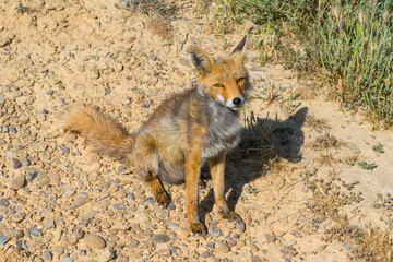 Obraz premium Rotfuchs (Vulpes vulpes) im Naturpark Bardenas Reales, Navarra, Spanien