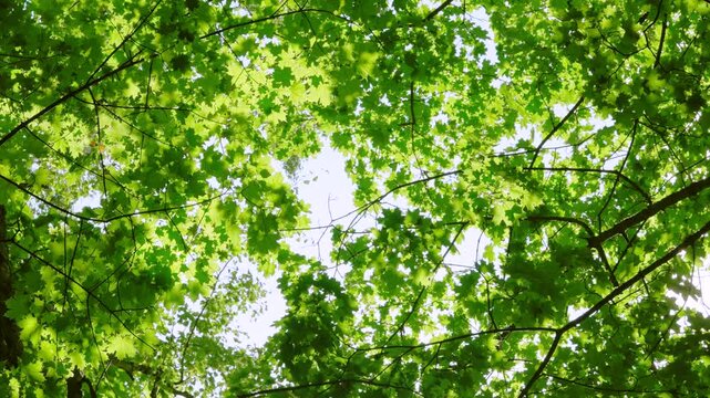 Upward view through dense maple canopy showing fresh lobed leaves backlit by bright daylight, with pale sky patches piercing foliage and creating shifting high-key