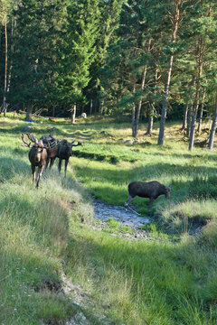 Moose by Small Stream on Green Forest Slope in Sunlight