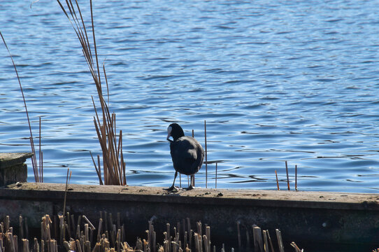 Eurasian Coot standing on a wooden pier by a blue lake