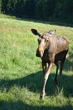 Young Moose Walking Across a Green Meadow at Forest Edge