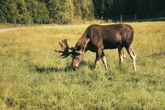 Grazing Bull Moose with Impressive Antlers on Green Meadow