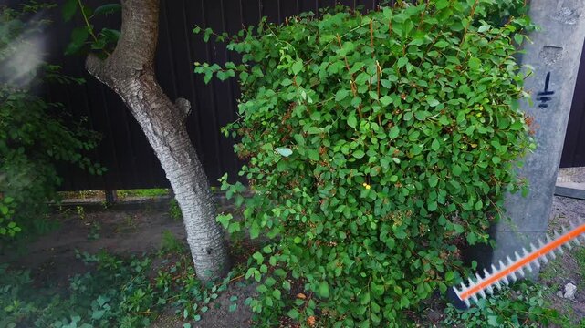 A person uses an electric trimmer to shape and maintain a lush green spirea bush in a private garden setting