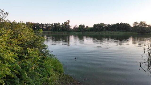 Peaceful river landscape at golden hour sunset with tall green reeds and beautiful tree reflections on calm water. Green algae bloom on the surface highlighting environmental ecological issues.