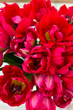 Bright red tulips in a bouquet during springtime