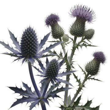 Purple Thistle Flowers Isolated on White Background for Floral Design