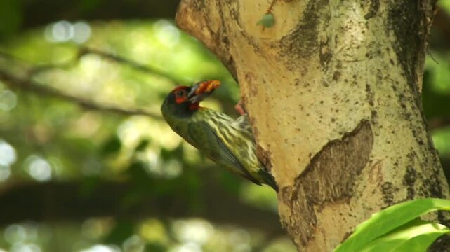 A beautiful wild Coppersmith Barbet is feeding its chick. Suitable for content regarding biodiversity, children's education, and wildlife.