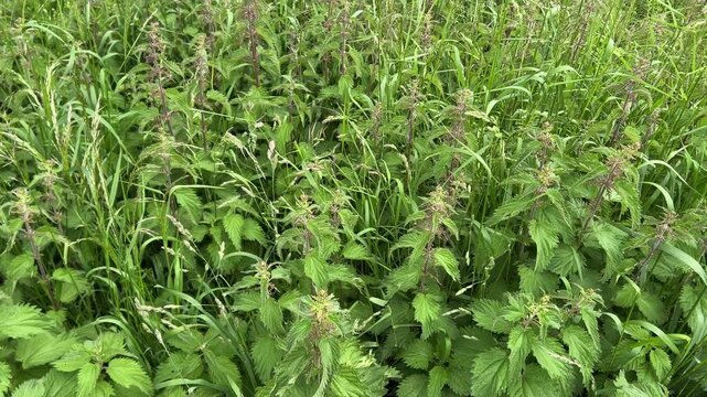 Amsterdam Forest, Dense nettle patch with subtle breeze displacement in roadside verge captured from top-near oblique viewpoint showing serrated leaves upright stems and emerging flower clusters
