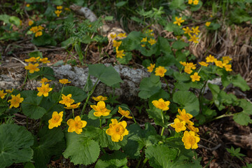 Caltha sylvestris in a forest glade © Александр Кузнецов
