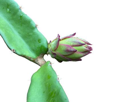 Isolated Dragon fruit flower or pitaya fruit flower with clipping paths.