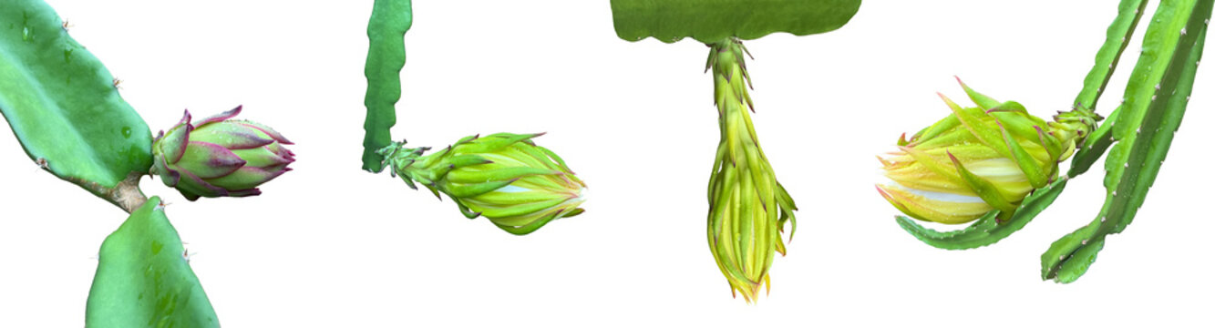 Isolated Dragon fruit flower or pitaya fruit flower with clipping paths.