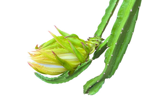 Isolated Dragon fruit flower or pitaya fruit flower with clipping paths.