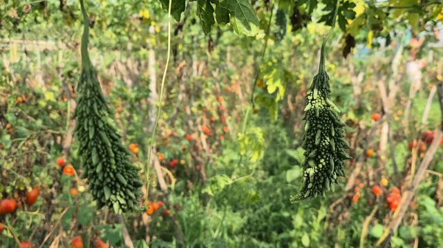 Fresh Green Bitter Gourd Hanging On Trellis Macha In Farm Field Close Up