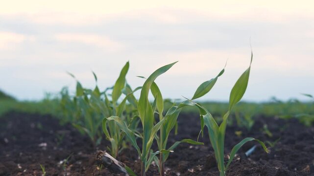 The field shows young corn plants growing in rich, dark soil. The corn plants stretch upwards, indicating healthy growth in the agricultural setting.