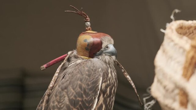 hooded falcon with traditional leather hood sits during falconry display. majestic falcon showcases ancient falconry heritage. trained falcon represents prestigious emirati tradition