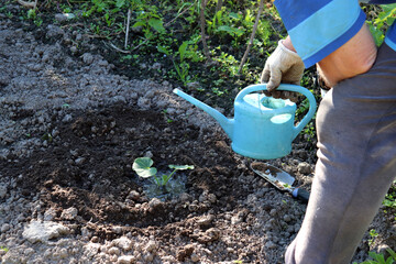 A pensioner waters a newly planted pumpkin plant and waits for the water to soak into the soil in his vegetable garden - horizontal color photo, close-up, man's leg and hand holding a watering can © Iuliia Koroleva