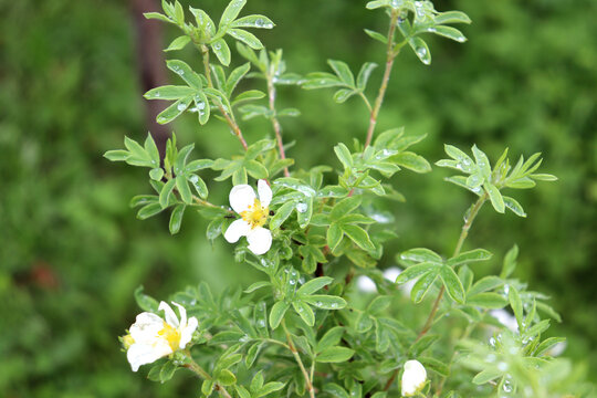 White flowers on a cinquefoil bush branch after rain with drops on the leaves and petals on a summer day in the garden - horizontal color photo, close-up