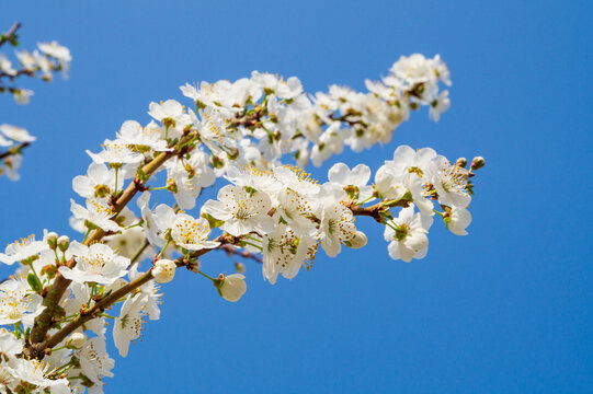 Photo of branches of tree of Rosaceae family, such as apple, cherry, plum trees with beautiful blossoming white flowers with yellow pistils on clear blue sky. Spring flowering period, awakening