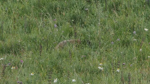groundhog marmot in dolomites