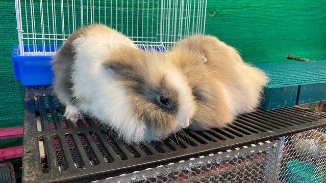 Two fluffy, long-haired decorative rabbits sit on the wire base of a cage. A close-up of the animal with expressive dark eyes.