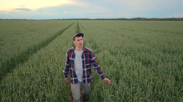 The man walks through the green field, examining the wheat plants. The man gestures with his hand while surrounded by the tall wheat stalks.