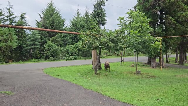 An adult domestic sow walks from lush grass onto a quiet paved road in a green rural garden surrounded by trees and natural vegetation on a summer day. 