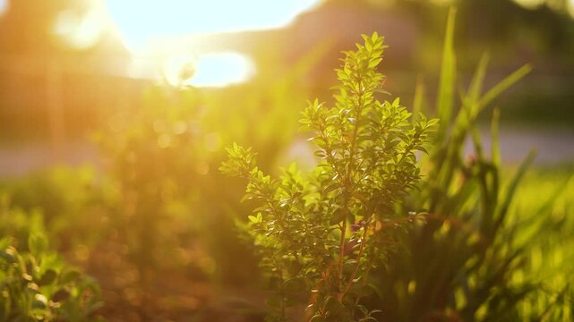 The vibrant green plant stands out in sunlight, surrounded by lively grass and leaves. The warm sun highlights the lush plant amidst the garden backdrop.