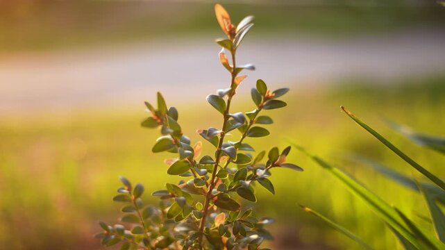 The plant stands out in the sunlight, surrounded by vibrant green grass. The plant's leaves display a mix of greens and browns as sunlight filters through.