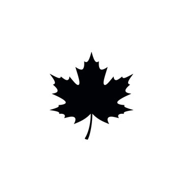 Maple Leaf Vector Icon Illustration Isolated on White Background.