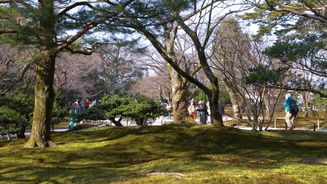 Lush Mossy Landscape and Pine Trees in Kenrokuen Garden
