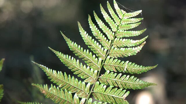 Sunlit Green Fern Leaf in a Tokyo Forest