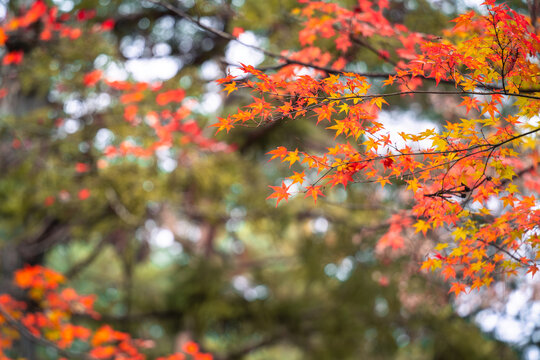 Beautiful autumn maple tree leaves with orange and red foliage against blue sky.