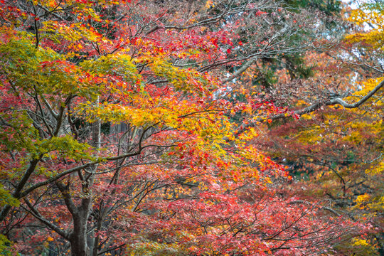 Beautiful autumn maple tree leaves with orange and red foliage against blue sky.