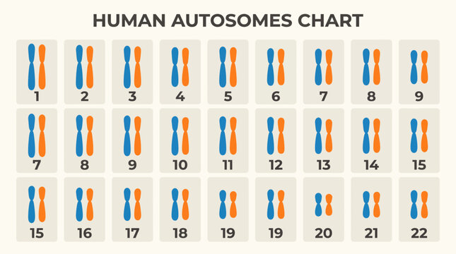 Sister Chromatids Joined Together Before Cell Separation
