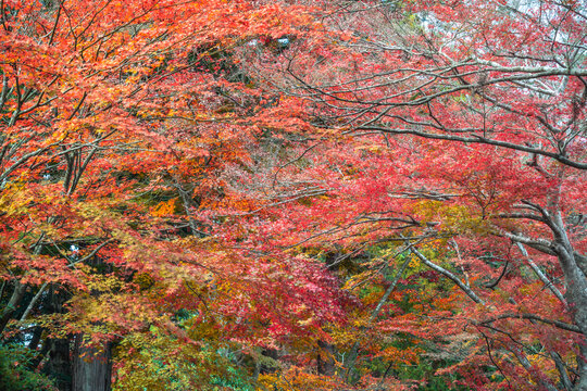 Beautiful autumn maple tree leaves with orange and red foliage against blue sky.