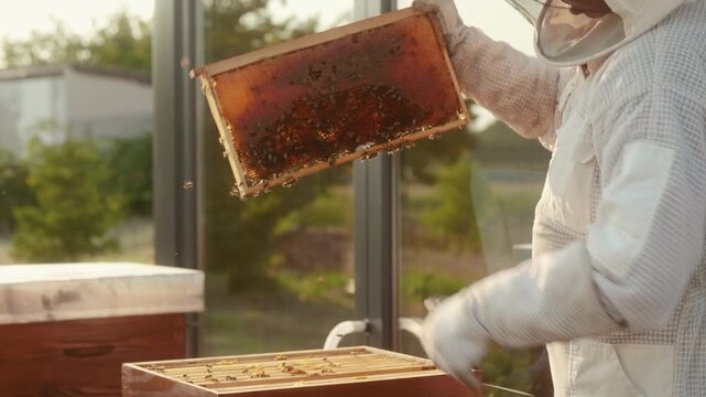 Beekeeper inspects a honeycomb frame beside an apitherapy chamber, checking the hive and bee colony before a beehive air session.