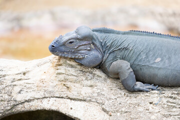 Obraz premium A close-up view of the upper body of the rhinoceros iguana (Cyclura cornuta).