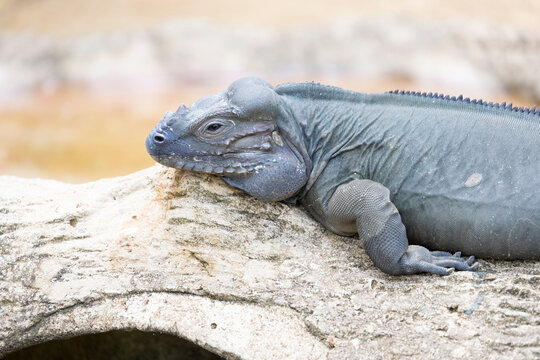 A close-up view of the upper body of the rhinoceros iguana (Cyclura cornuta).