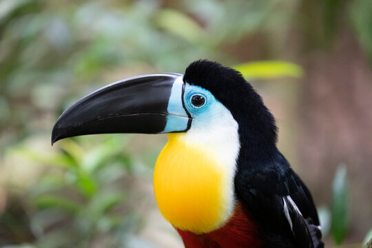 A close-up of the head and beak of the Channel-billed toucan (Ramphastos vitellinus)