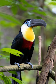 The Channel-billed toucan (Ramphastos vitellinus) perched on a branch.