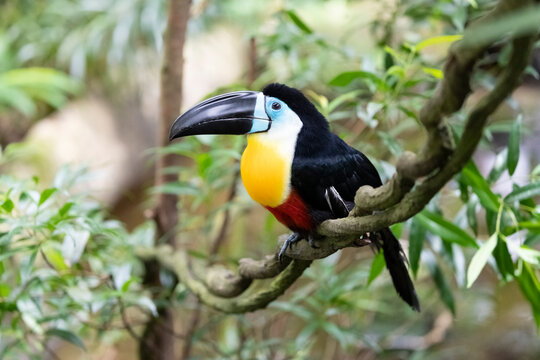 A side view of the Channel-billed toucan (Ramphastos vitellinus) perched on a branch.