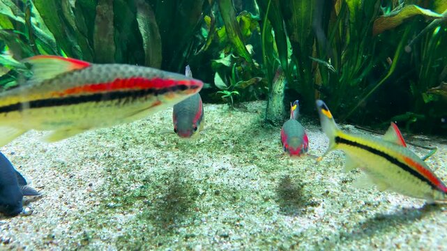 Tropical Denison barb fish with distinct red and black stripes swim actively near the sandy bottom of an aquarium. 4K slow motion footage