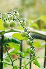 Macro Close-up of Green Tomatoes Ripening on the Vine, Detailed View of Organic Tomato Plant in Soft Natural Daylight © Joern