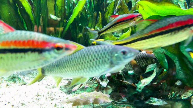 Multiple Denison barbs and other freshwater cyprinids swim dynamically among green leaves and light bottom sand in aquarium. 4K slow motion footage