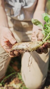 Farmer holding freshly harvested daikon radish