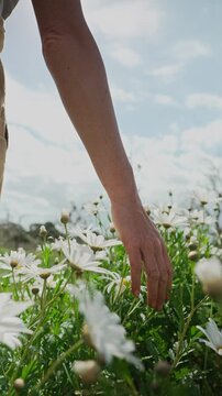 Woman's hand gently touching white daisy flowers