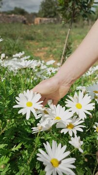 Woman's hand gently touching white daisy flowers in a field