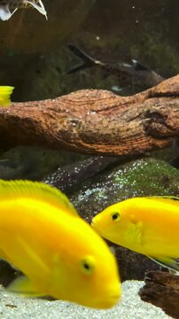 Yellow labidochromis cichlid fishes swimming near rocks in aquarium. 4K vertical underwater slow motion footage