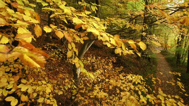Tranquil forest scenery with a path in autumn, with view through colorful branches of beech trees, panning shot 
