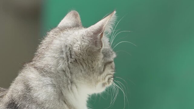 Cat Profile Portrait Close-up Green Background - A close-up profile portrait of a silver tabby cat against a green background.